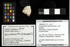 Foto (Objekt + Etiketten) von Goniodromites bidentatus (Reuss, 1859) 
